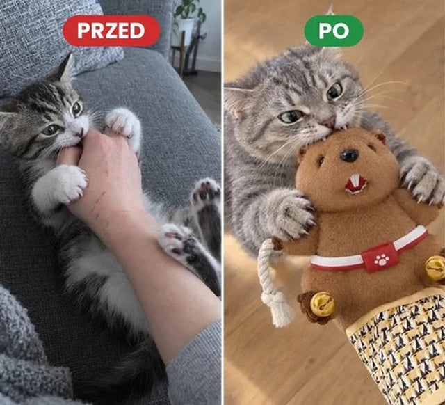 Przed i po: kot gryzie dłoń, potem bobra